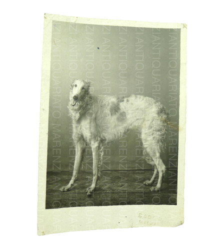 Vecchia foto cane razza - vecchia,